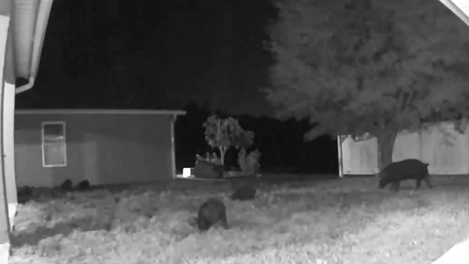 Wildlife officials tell Florida man to shoot or trap wild boars tearing up his yard