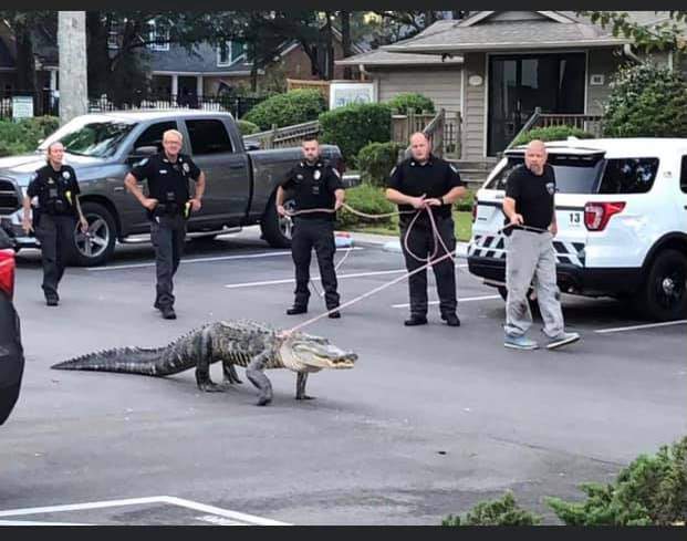 Surprisingly not Florida: Police walk alligator on leash
