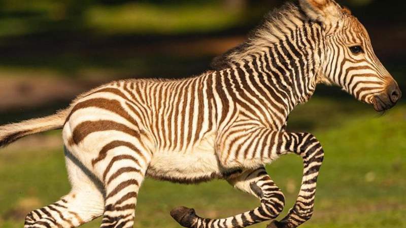 Welcome Dash: Disney’s Animal Kingdom Zebra gets a name