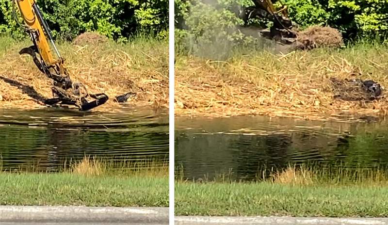 Man intentionally hit alligator with lawn mower, destroyed active nest, wildlife officials say