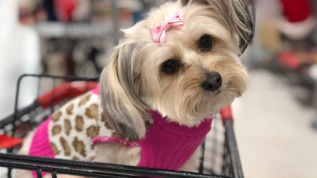 These Are The Top Dog Friendly Stores In Central Florida