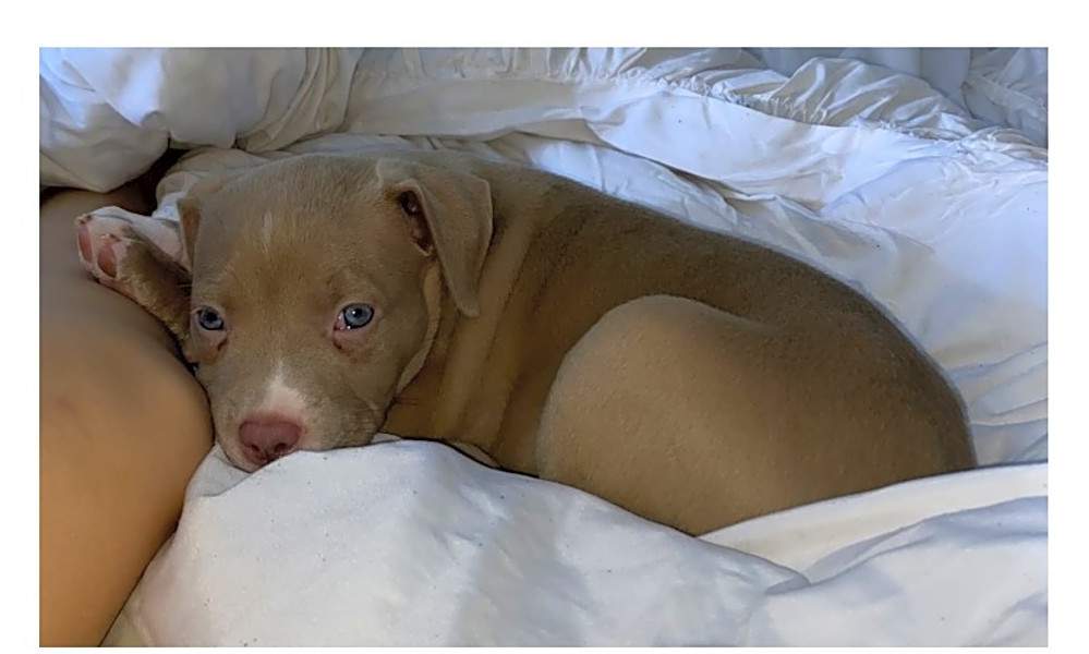 5 perfect puppies to adopt now in Orlando