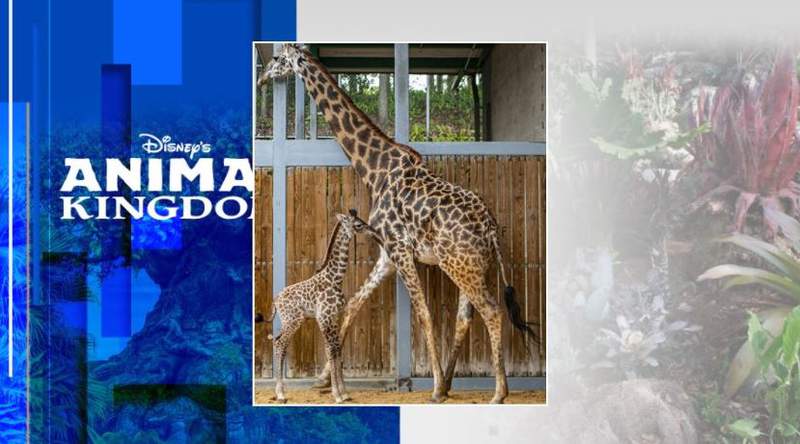 ‘Playful, curious and pretty chill:’ Disney celebrates birth of new Masai giraffe calf