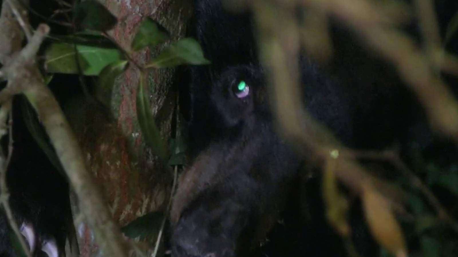 Bear camps out in tree above tiger enclosure in Apopka