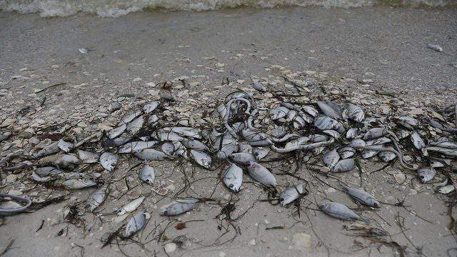Red tide: Everything you need to know about the outbreak in Florida