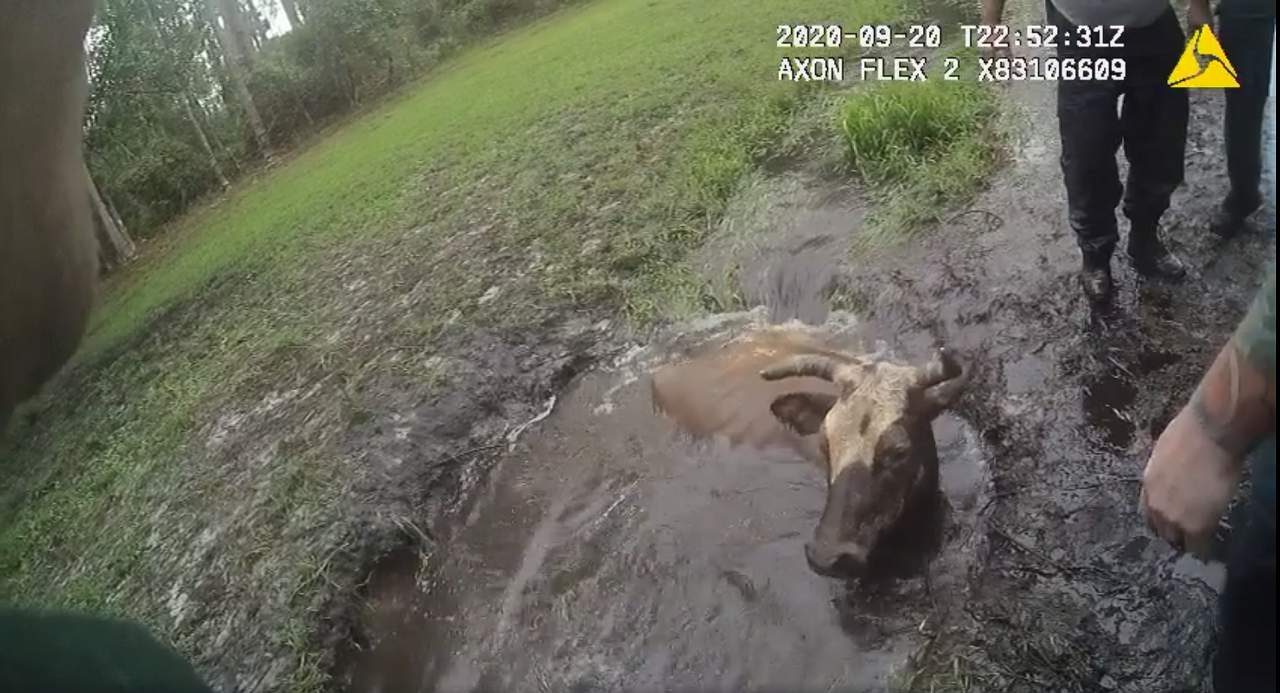 ‘We’re trying to help you, butthead:’ Video shows Florida deputies rescuing cow stuck in mud