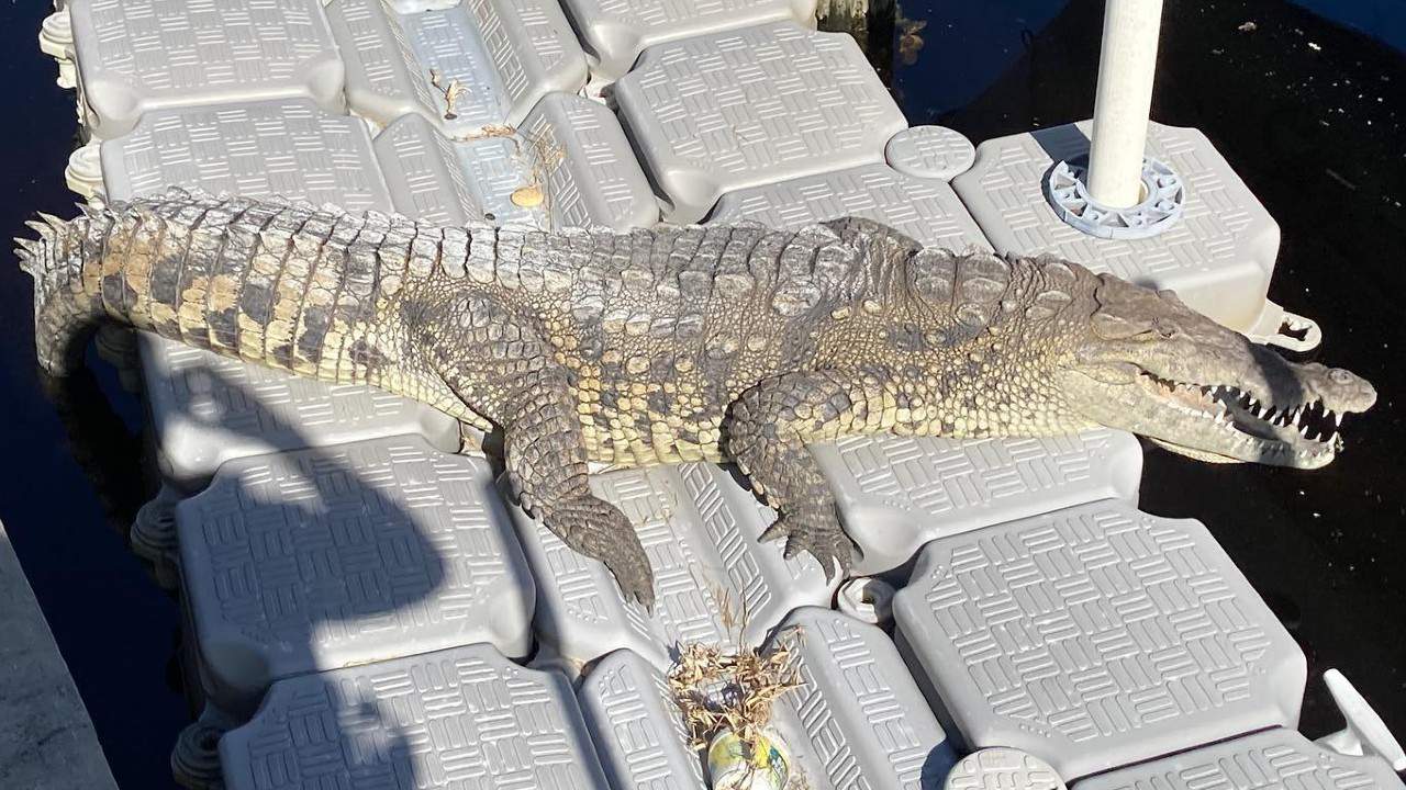 Rare, 70-year-old crocodile found sunbathing outside Florida home