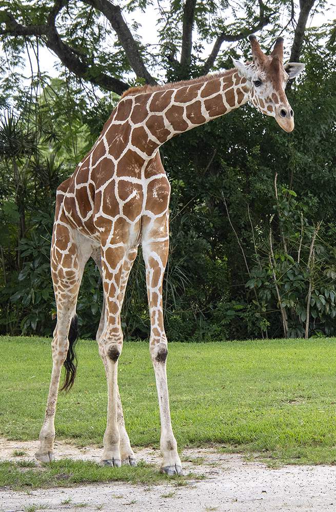Florida zoo euthanizes 12-year-old giraffe due to hoof issues