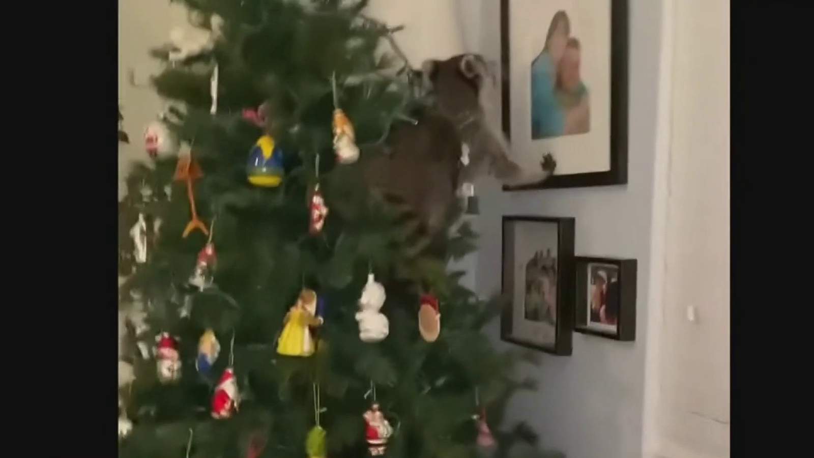 Santa? Raccoon hiding in Christmas tree surprises Florida woman