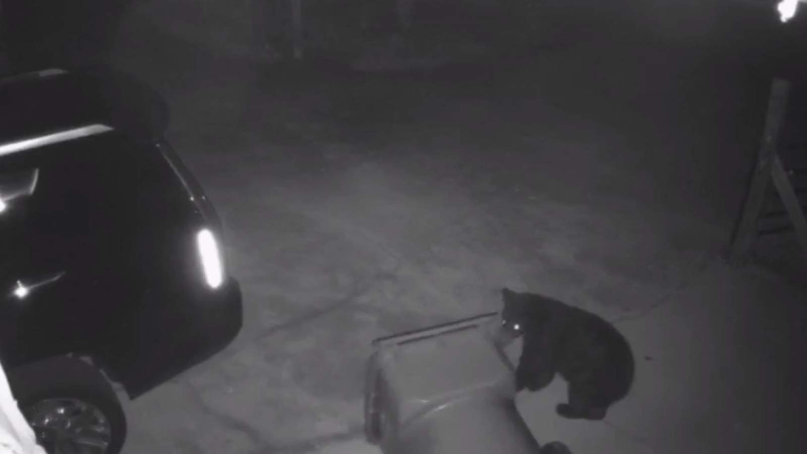 Caught on camera: Bear makes midnight garbage-snack run