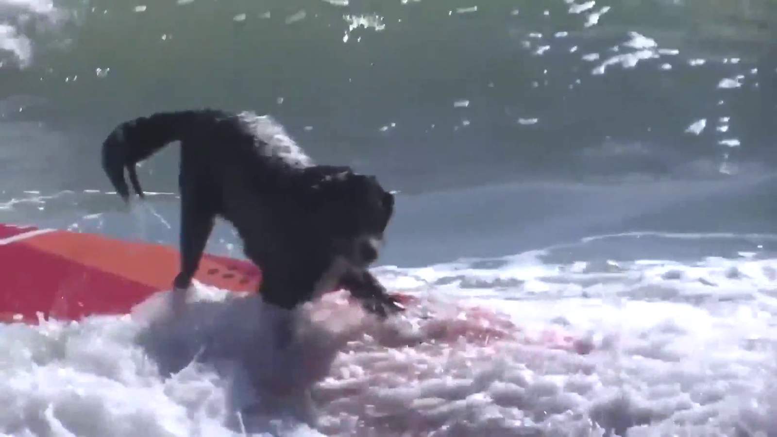 ‘Cowagbunga:’ Dogs ride the waves in surfing championship at Cocoa Beach