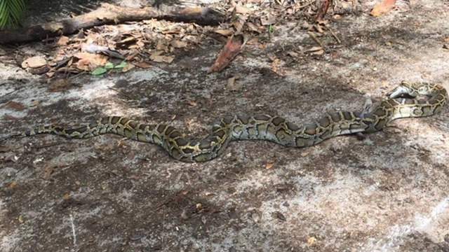 12-foot python hiding in Irma debris shocks South Florida residents