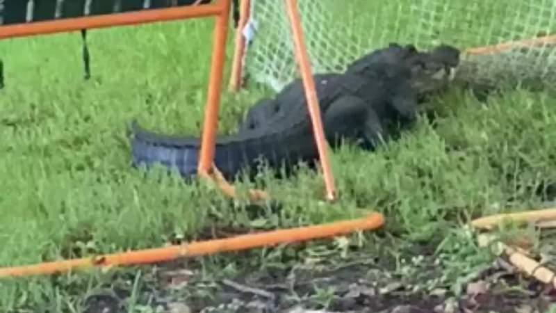 GOAL! Large alligator gets caught in lacrosse net in Seminole County backyard