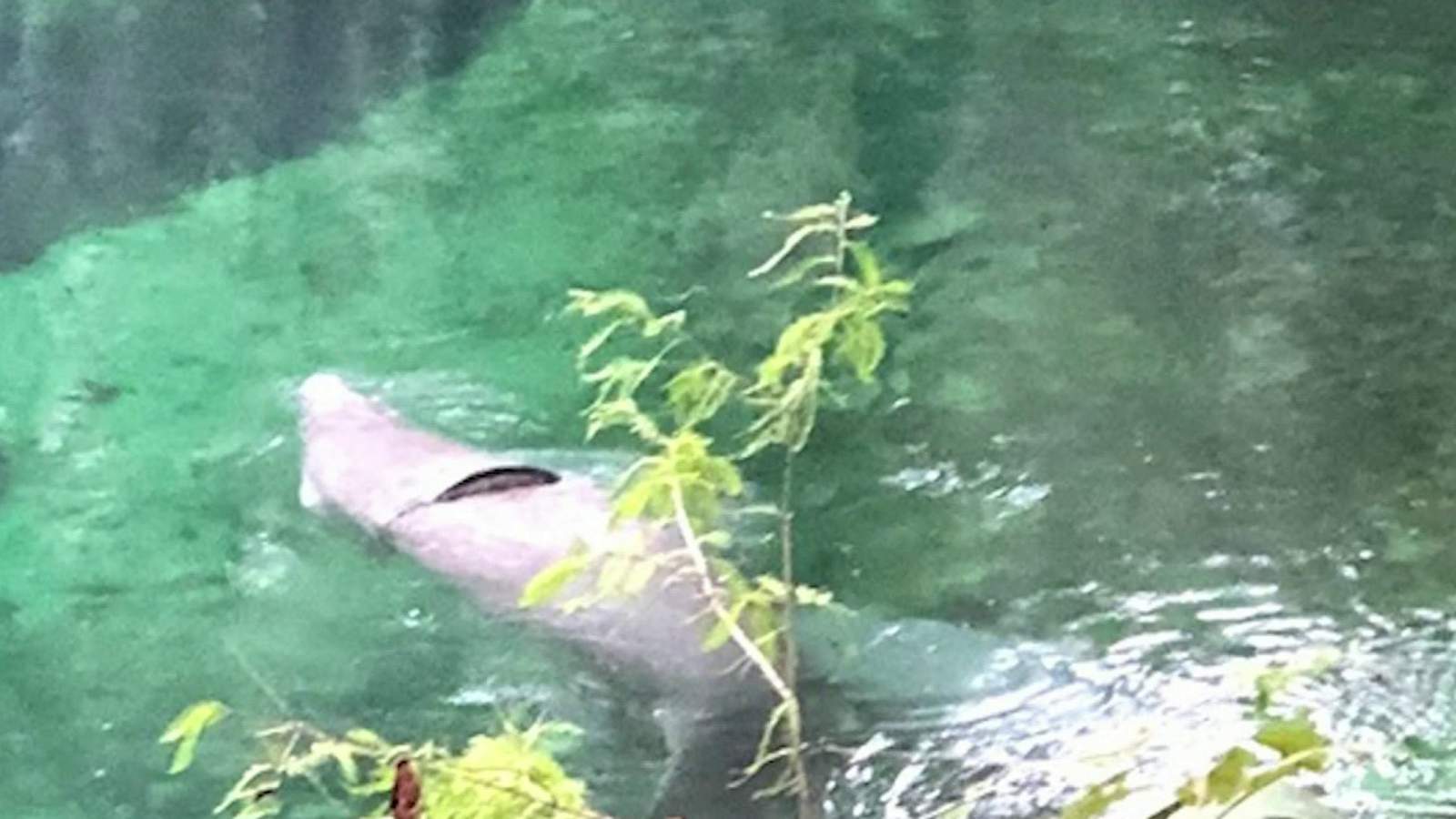 Attempts to rescue manatee stuck in tire foiled by pollution, other factors