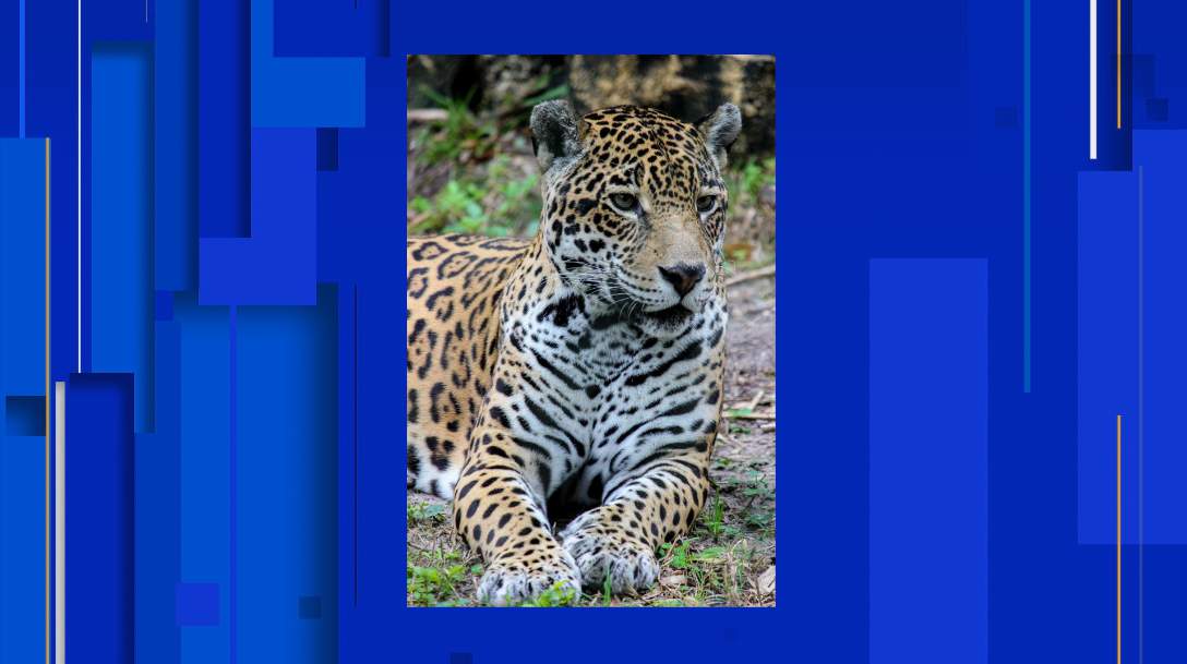 Male jaguar mauls female jaguar to death at Florida zoo