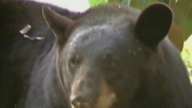 Bear wandering in downtown Florida city eludes searchers