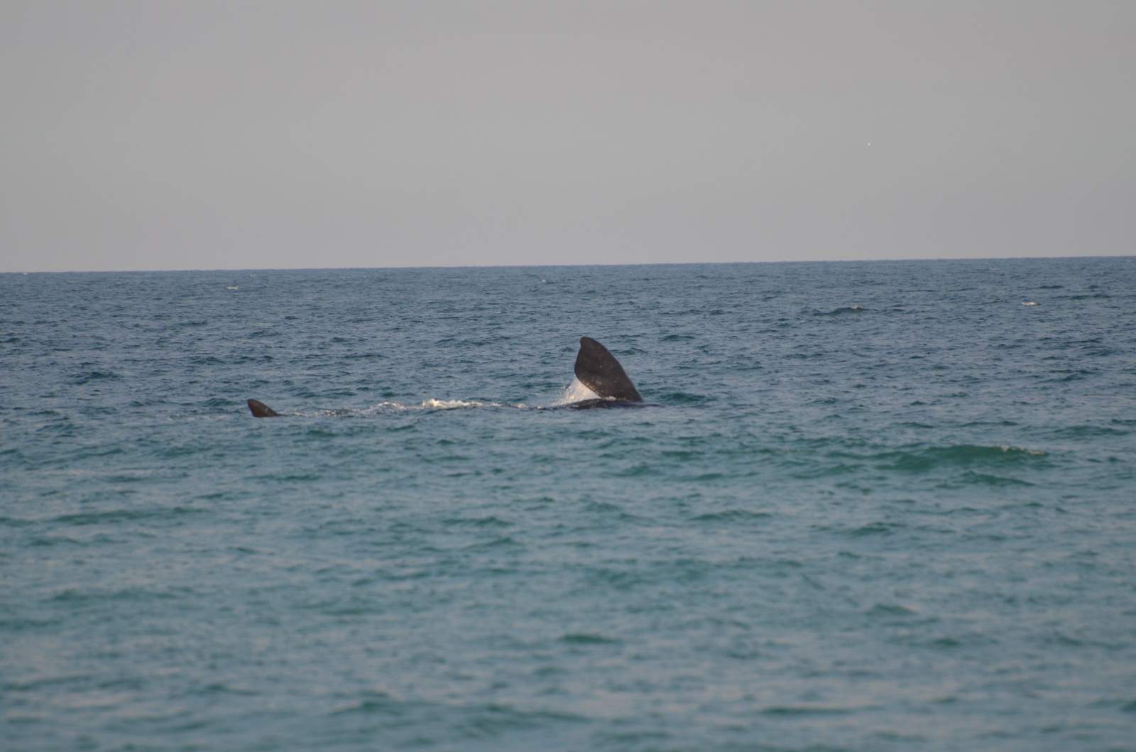 PHOTOS: Whale and calf spotted of South Melbourne Beach