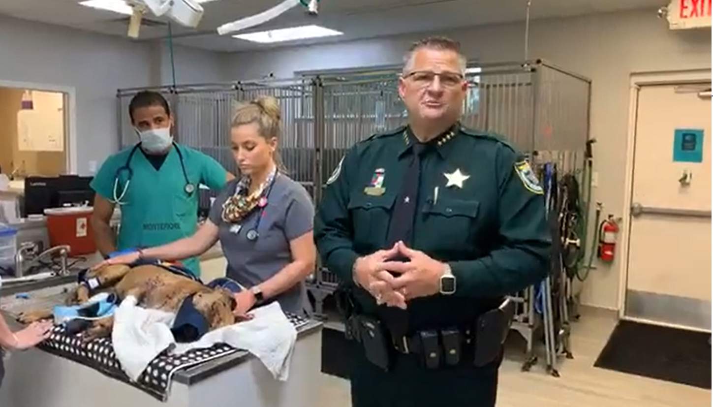 Injured dog found in Merritt Island, sheriff looking for owner