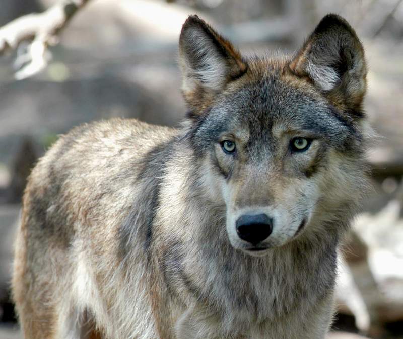 Wisconsin sets 300-wolf limit after runaway spring hunt