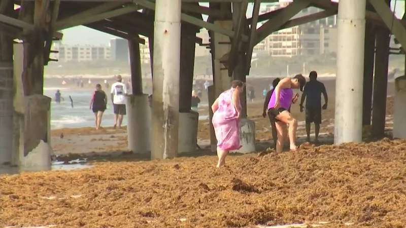 That stinks! Excessive seaweed litters Florida beaches