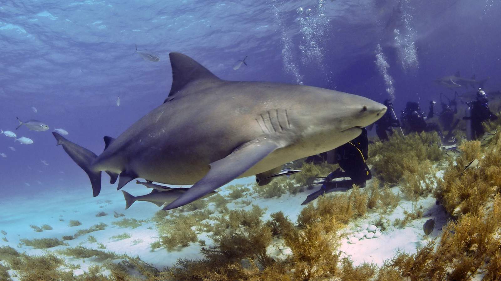 Pregnant woman pulls husband to safety as shark attacks him off Florida Keys