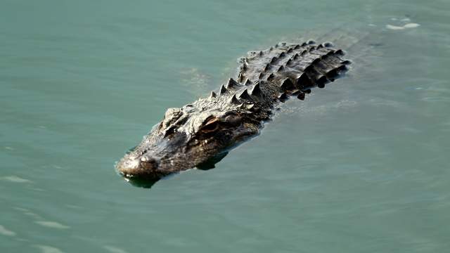 Florida woman attacked by alligator after falling into canal
