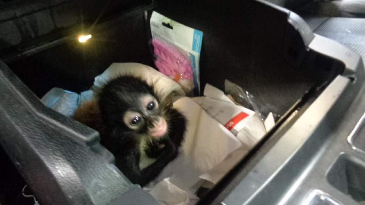 Spider monkey smuggled into US to live at Brevard Zoo