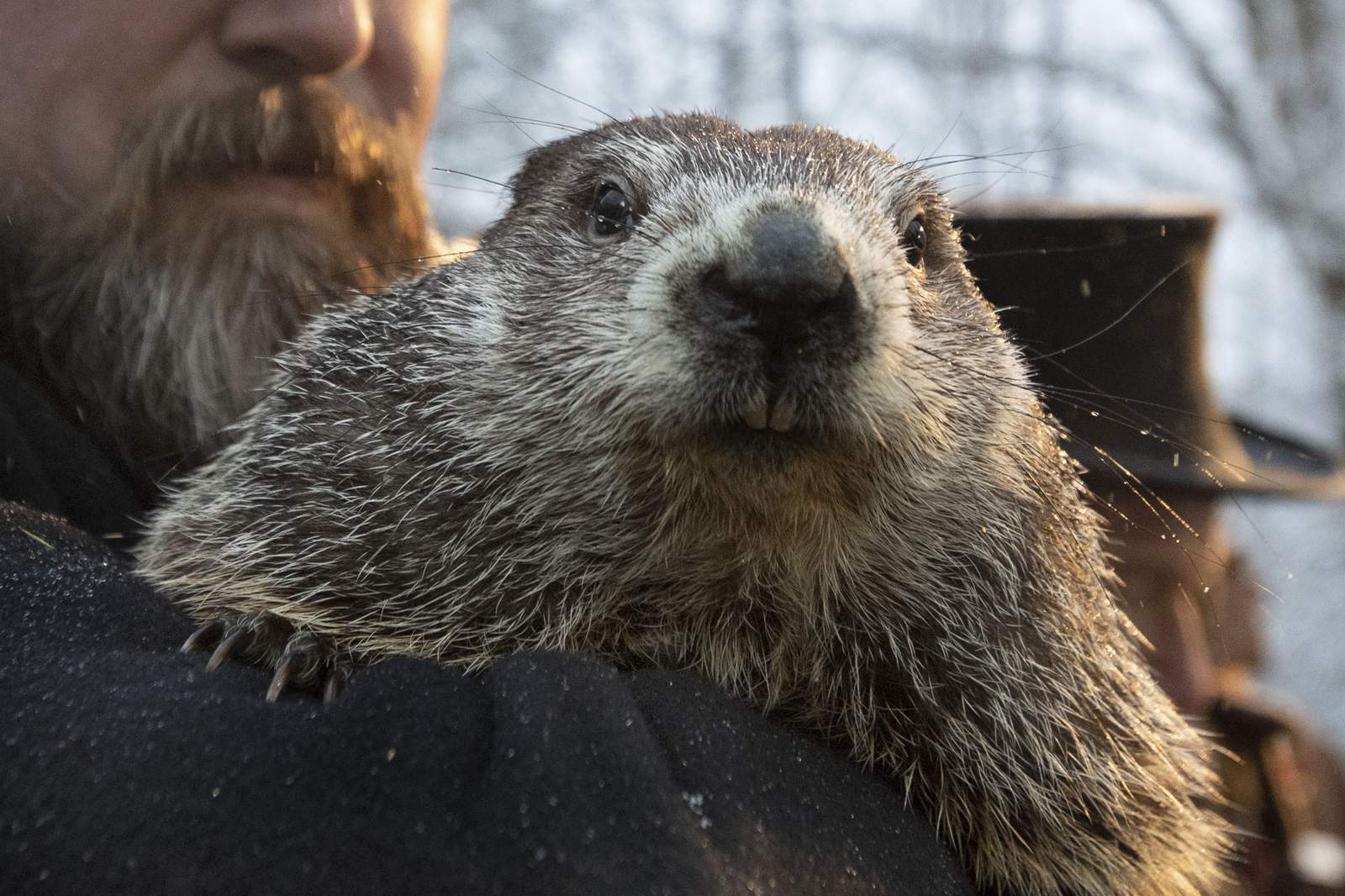 Gloomy Groundhog Day: Punxsutawney Phil says more winter