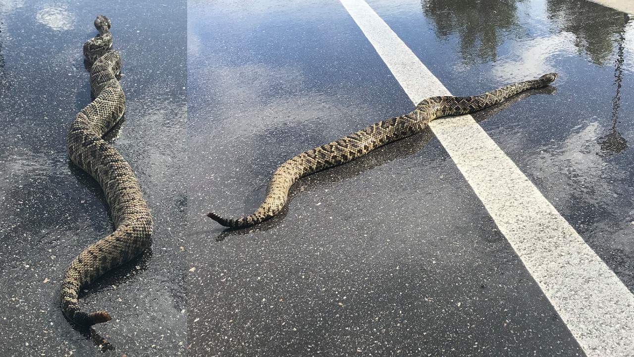 Why did the giant rattlesnake cross the road? Because Florida, that’s why