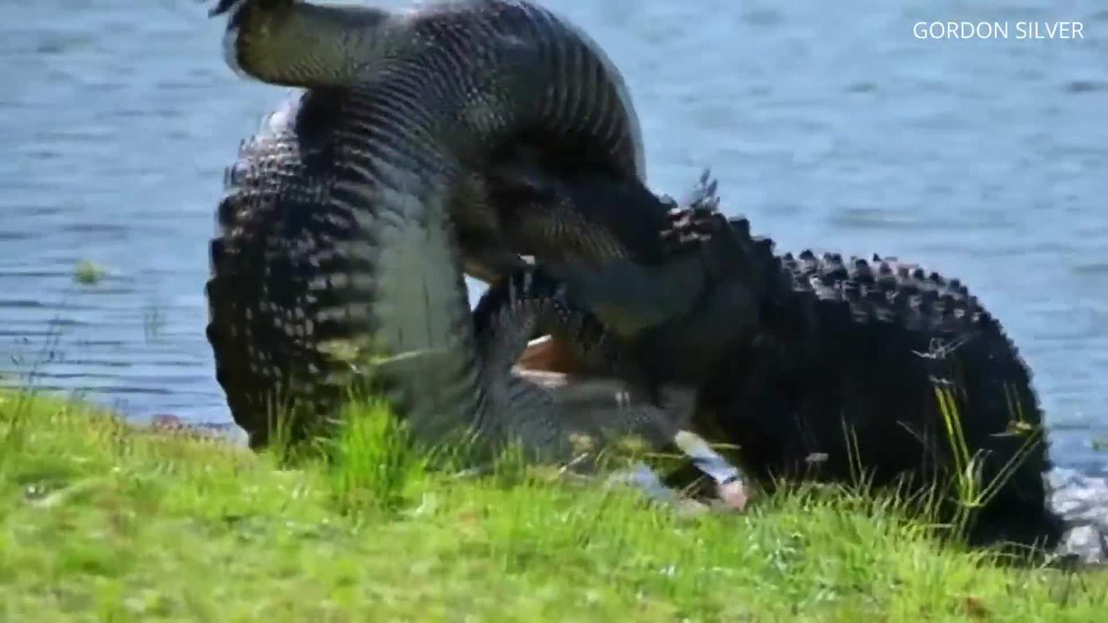 Florida man finds alligators ‘getting to know each other’ as mating season heats up