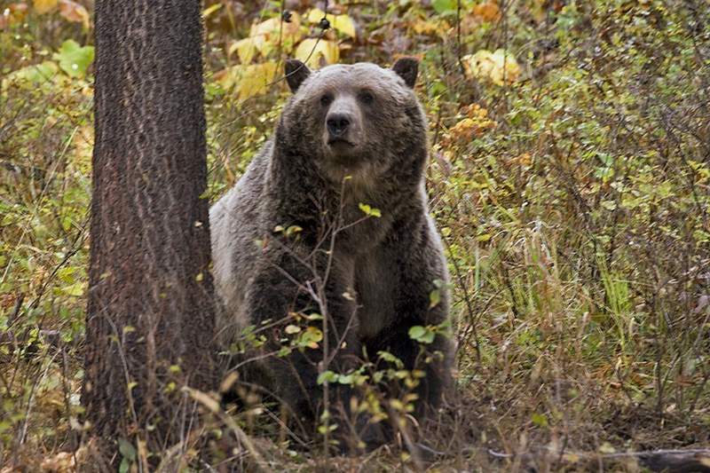 Grizzly bear kills bicyclist camping in western Montana