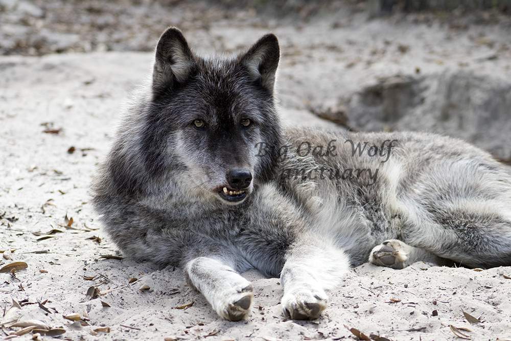 New Year’s Eve fireworks blamed for death of wolf at Florida sanctuary