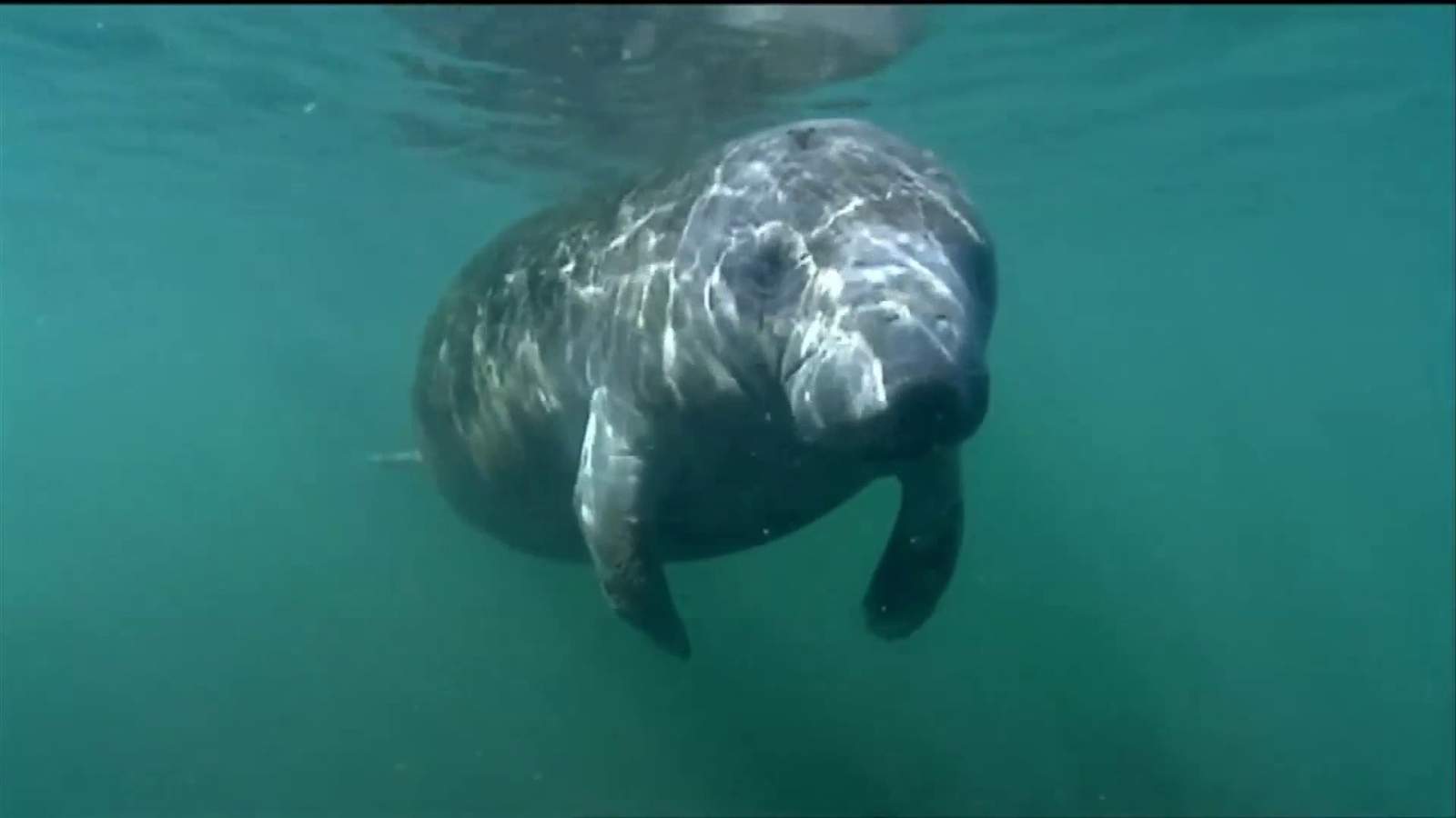 Watch Man Appears To Harass Manatee From Boat Drone Video Shows