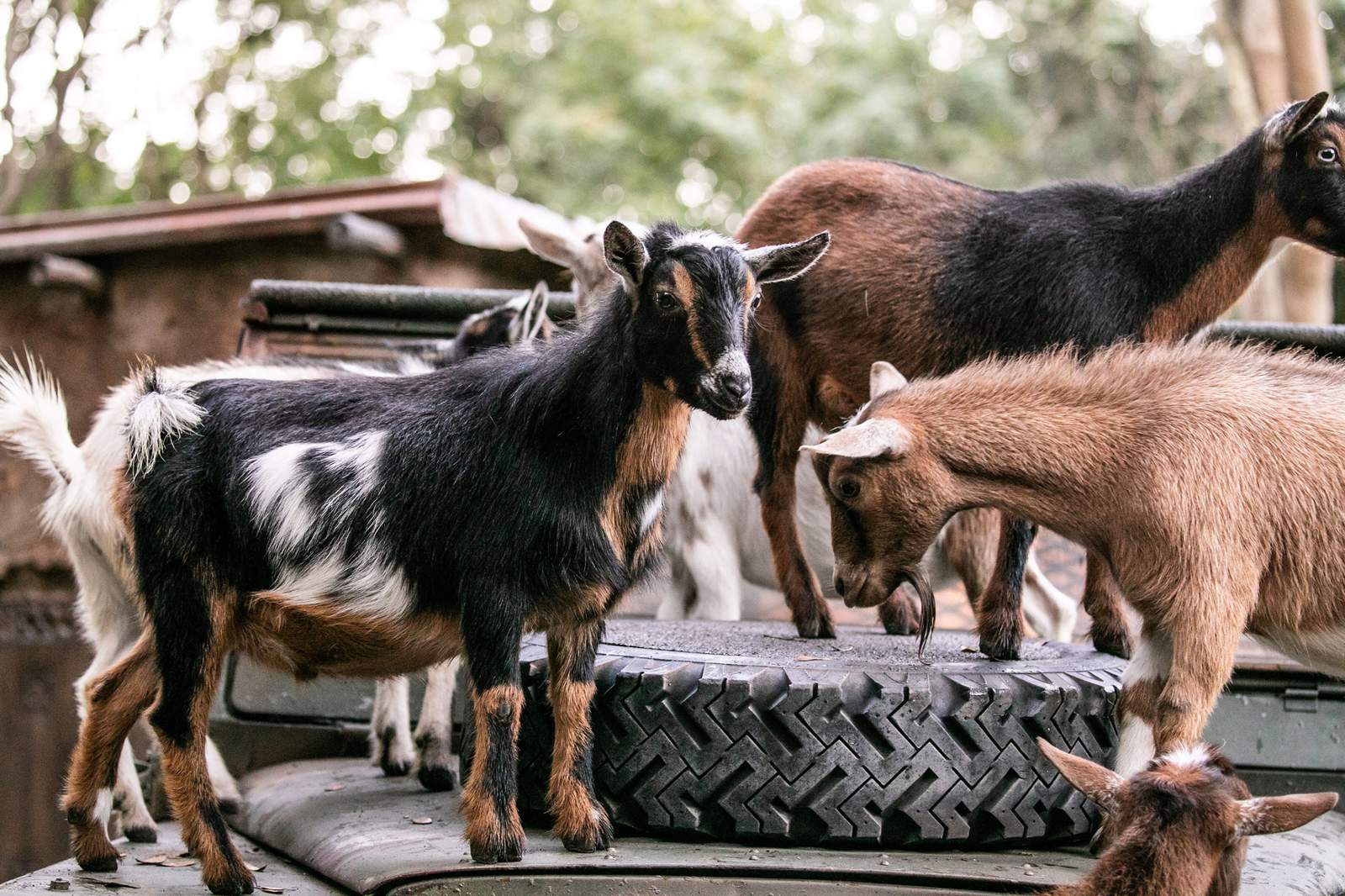 Nigerian dwarf goats take over warden outpost at Disney’s Animal Kingdom
