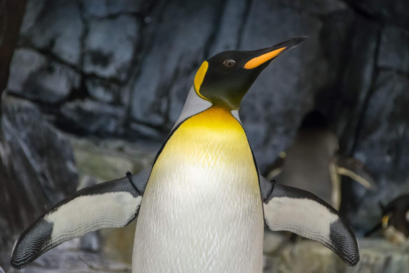 The bolt of joy we all need in our lives right now: Penguins running free in aquariums