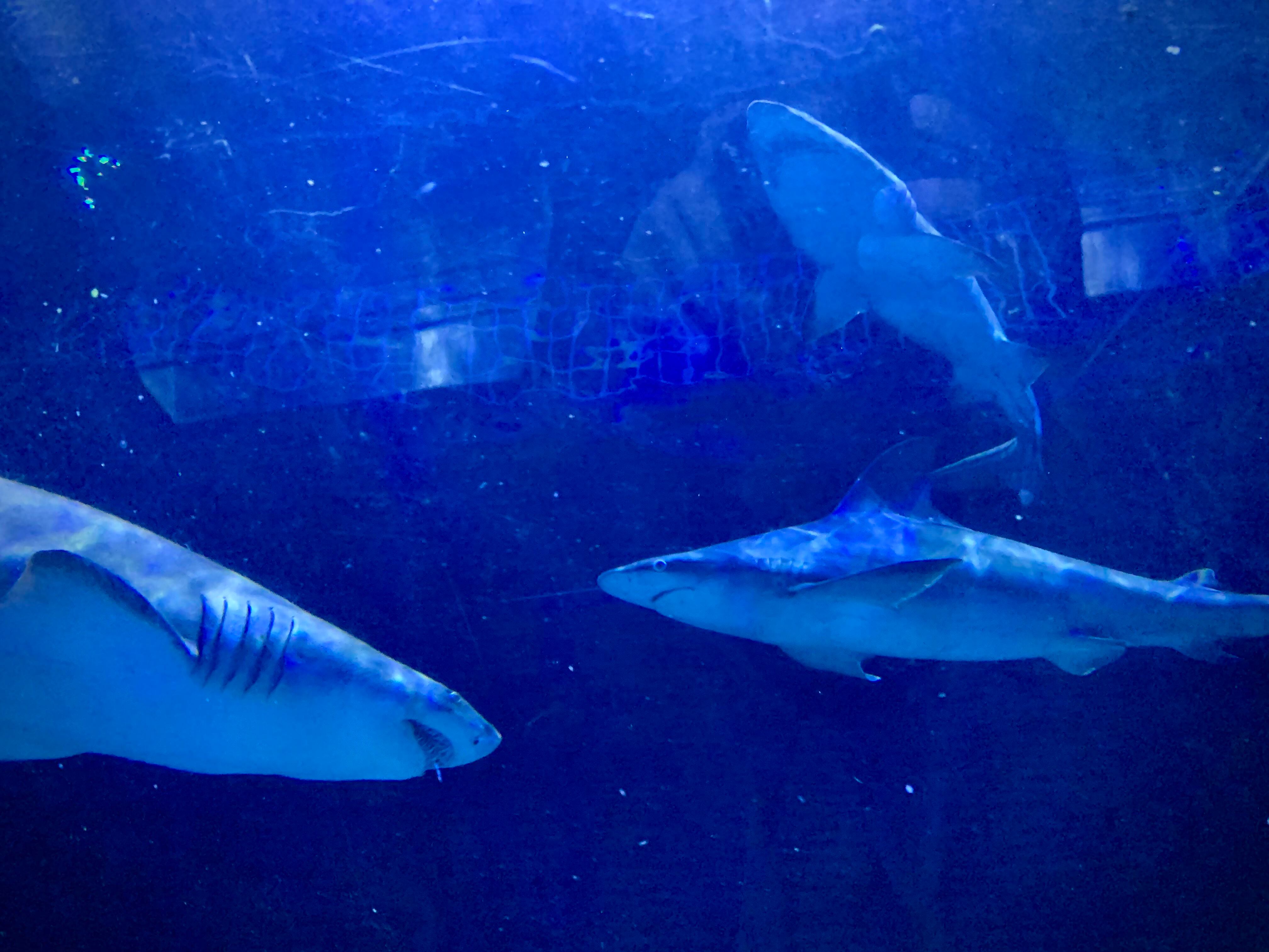 SeaWorld Orlando celebrates sharks with week-long celebration