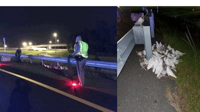Flock of homing pigeons falls from truck on Florida interstate, causing 3-hour shutdown