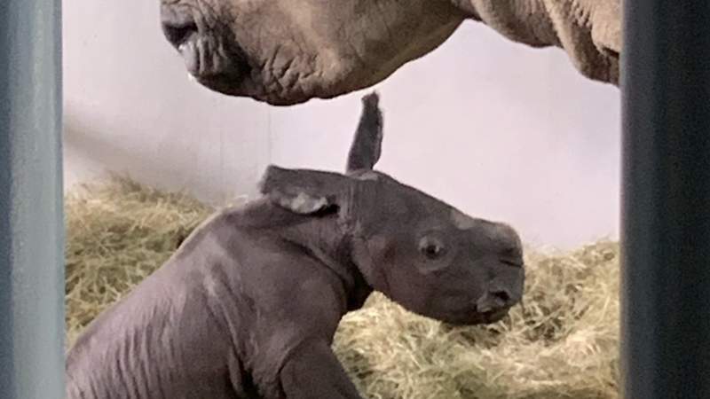 Disney celebrates arrival of new white rhino calf at Animal Kingdom