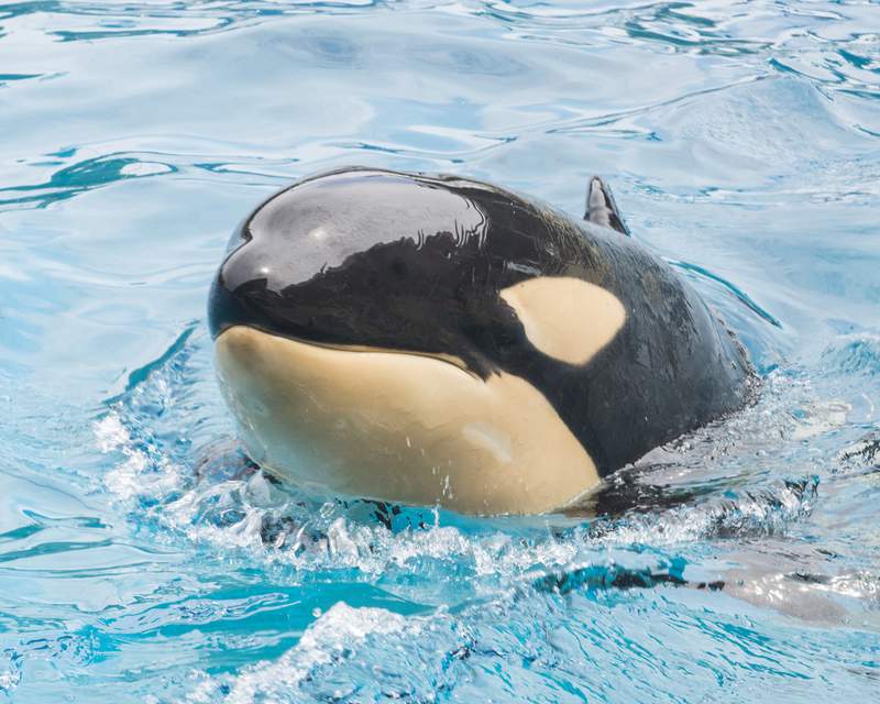 Killer whale dies suddenly at SeaWorld San Diego