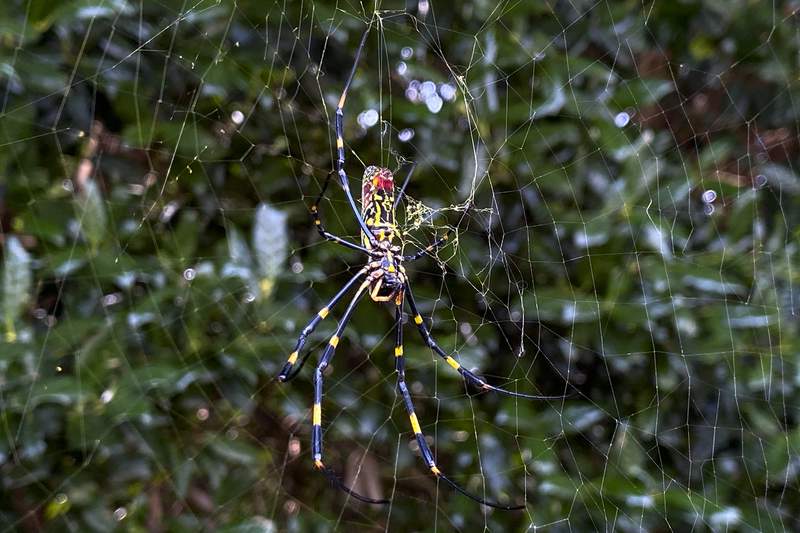 Asian spider takes hold in this US state, sending humans scurrying