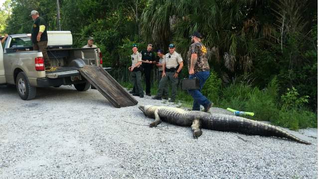 10foot alligator attacks woman in Little Big Econ River in Seminole County