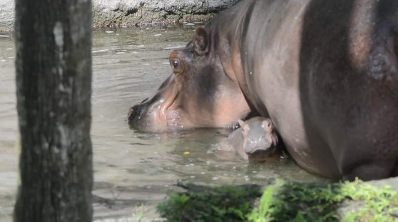 Nile hippopotamus calf born at Disney's Animal Kingdom