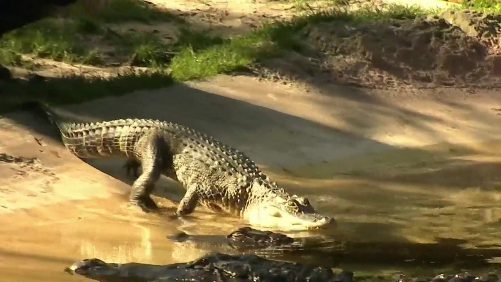 Alligators rescued from Midwest find warm home in Central Florida