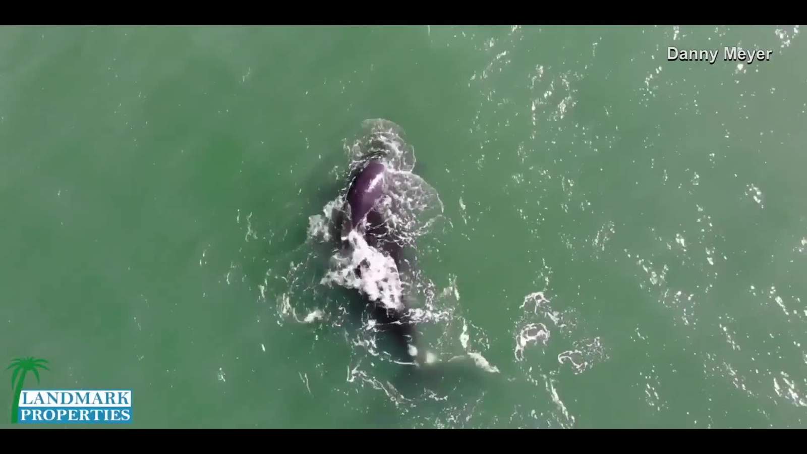 Right whale with calf spotted off Flagler Beach