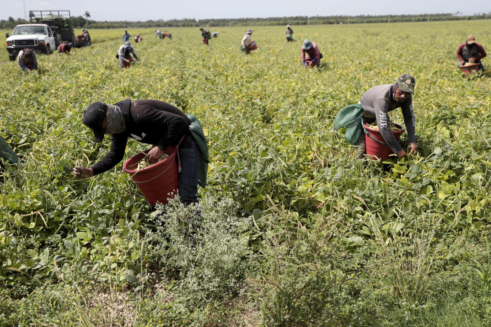 Clinics wait to vaccinate farmworkers: 'Our hands are tied'
