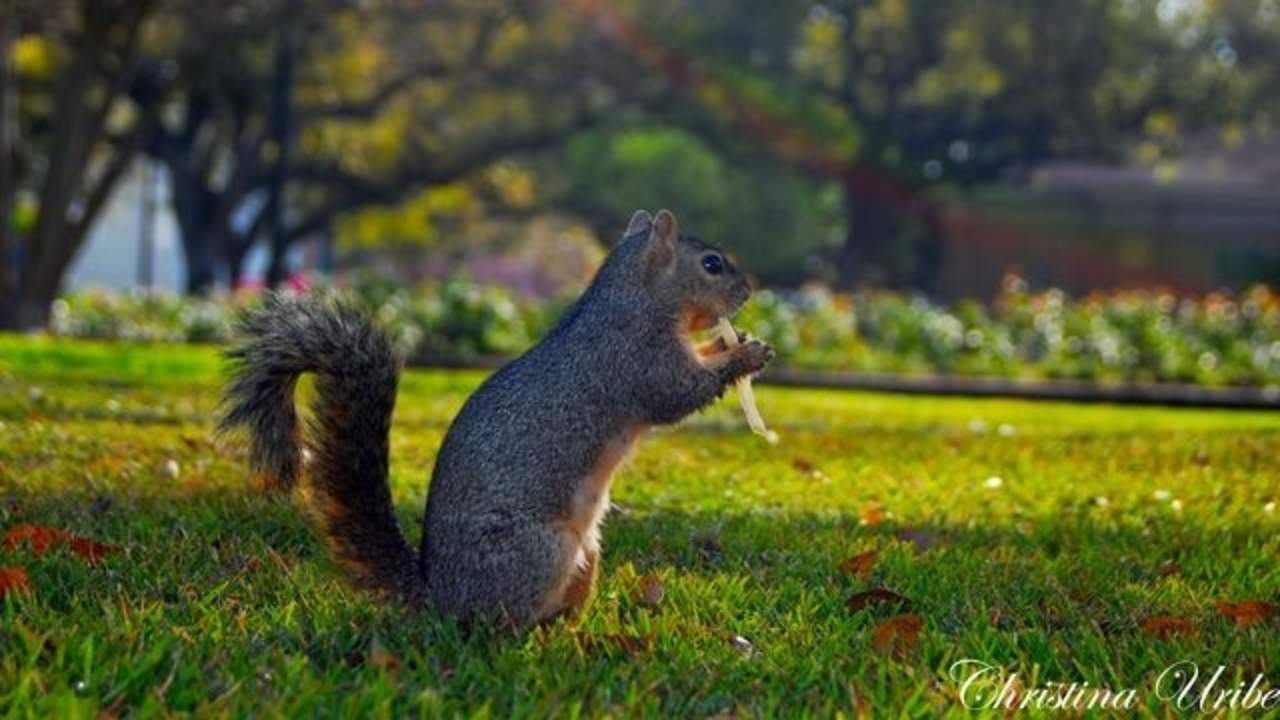 Serial squirrel: Neighbors keep eye out for fierce rodent after repeated attacks