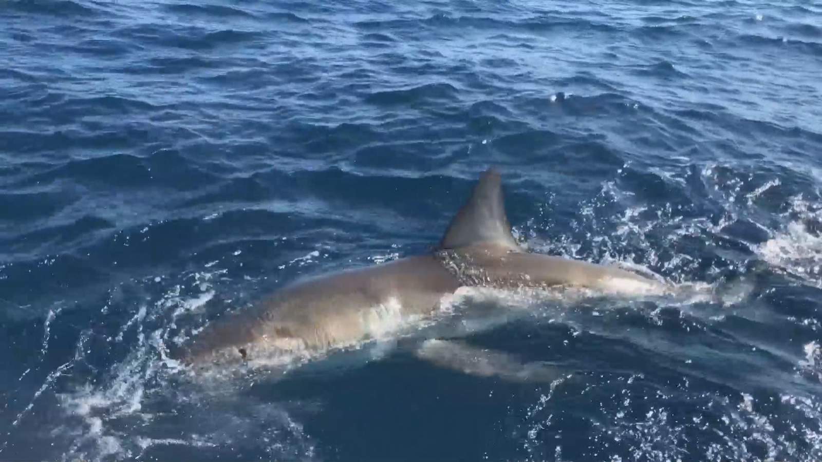 1,400 pounds of shark fins seized at Florida port