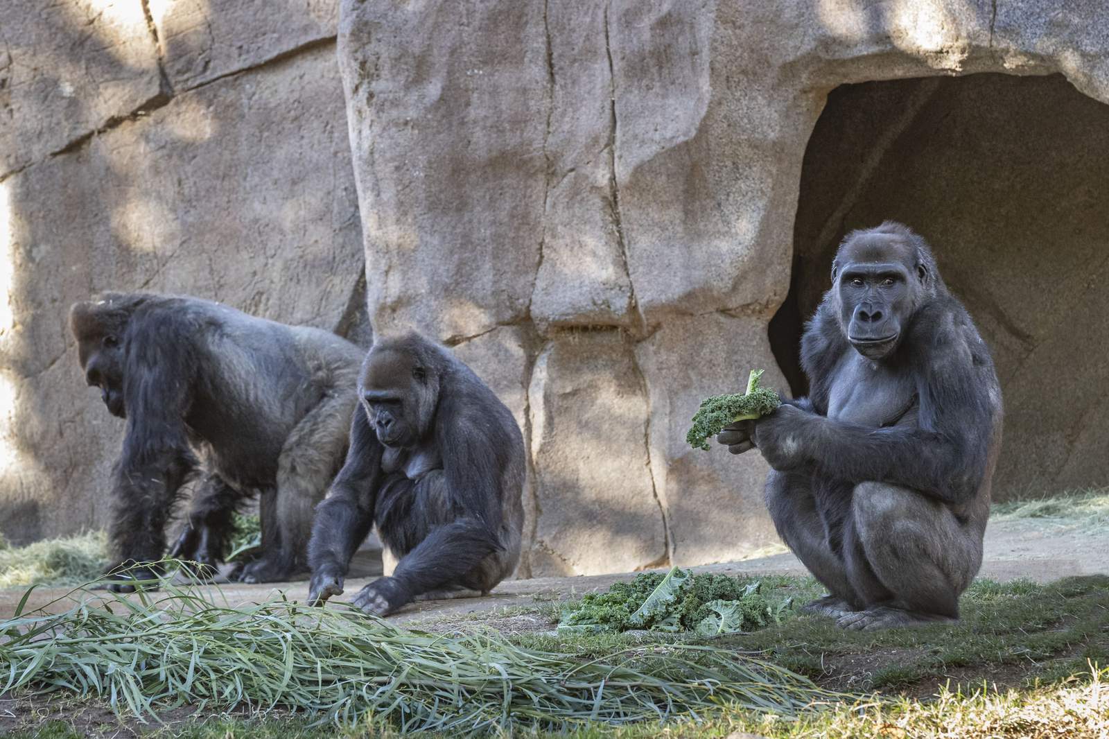 Gorillas doing well, recovering from COVID-19, zoo says