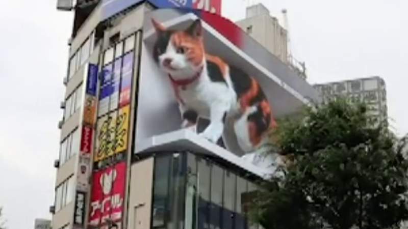 Giant 3D cat billboard dazzles