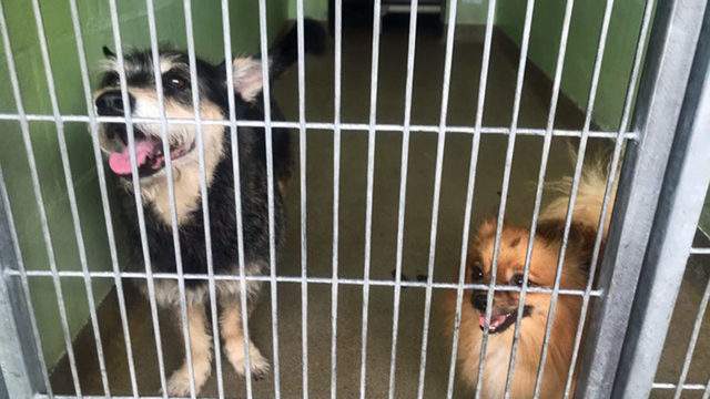 Orange County Animal Services closes after 3 staff test positive for COVID-19